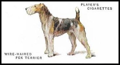 44 Wire Haired Fox Terrier